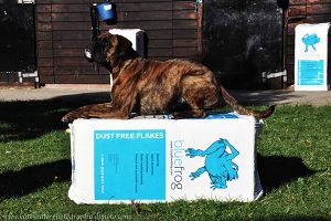 dog on top of the boyd bedding blue frog horse bedding shavings
