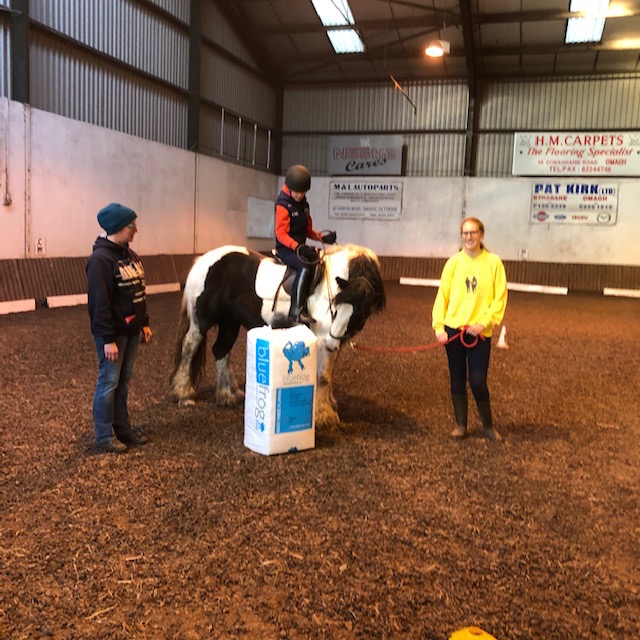 family, the horse and the boyd bedding blue frog horse bedding shavings